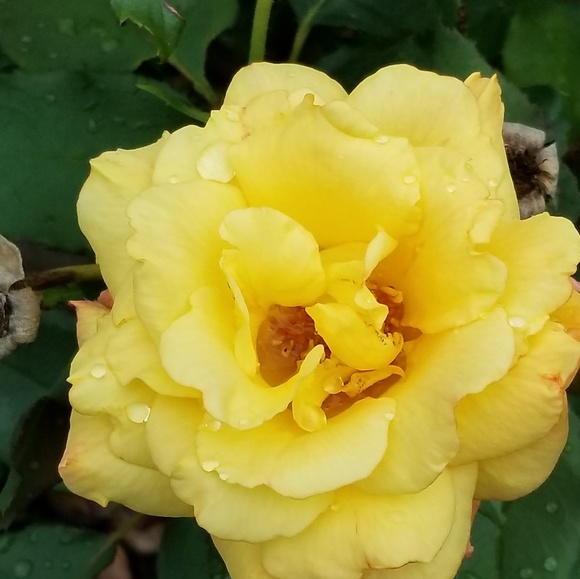 Meet your Posher, Angels - Picture 1 of 1